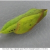 colias hyale pupa3 volg